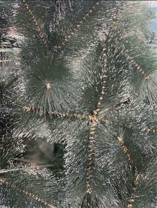 Елки Елки по акции