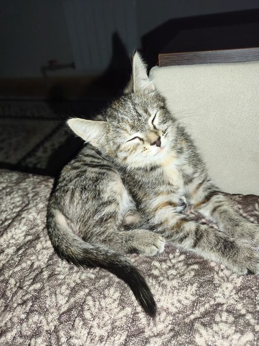 котенок девочка 3 месяца
