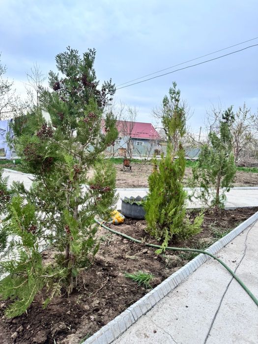 Продам тую 1.5-2метра