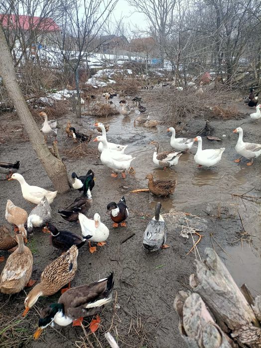 Oua de gasca si rata pentru incubat