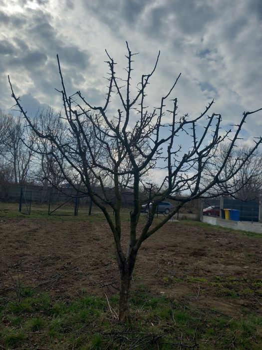 Taieri pomi fructiferi si vita de vie .