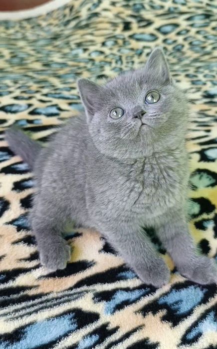 Продаётся котенок девочка породы скоттиш страйт.