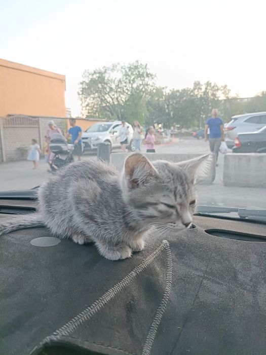 Отдам даром котёнок все кушает