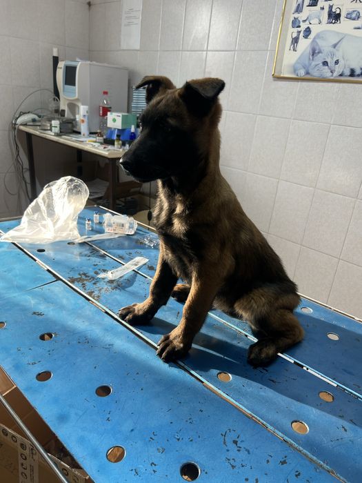 Белгиски овчарка сатылады