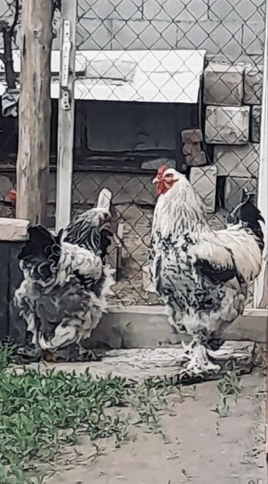 Брама петух и курица
