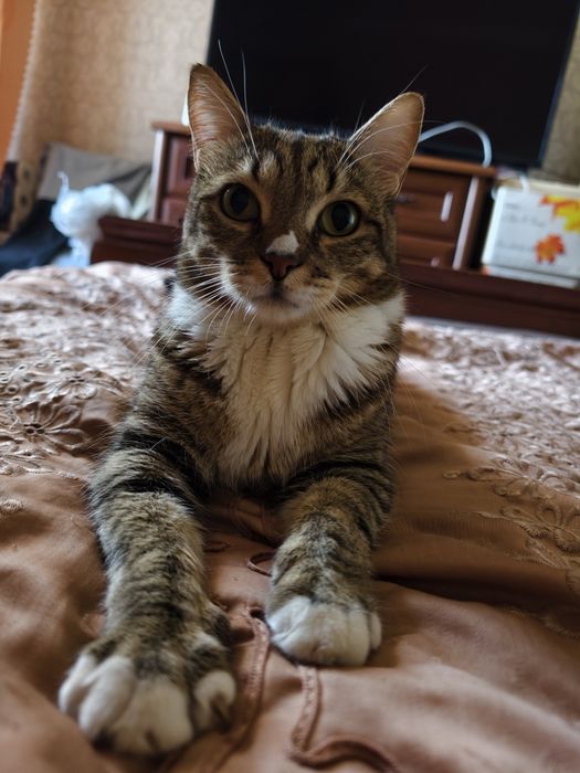Отдам котика хорошего