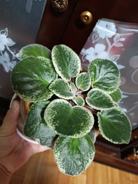 Фиалки сортовые Каскелен