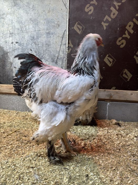 чистокровная брама