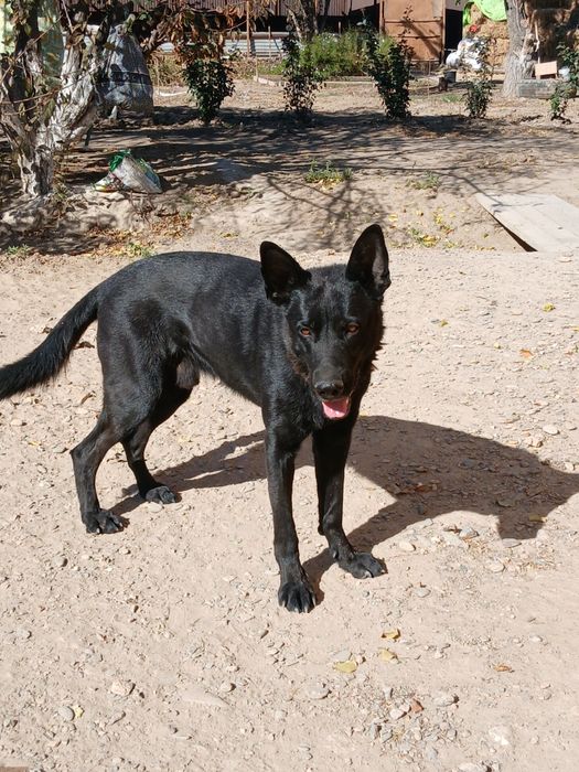 Продаётся овчарка кабель 10000