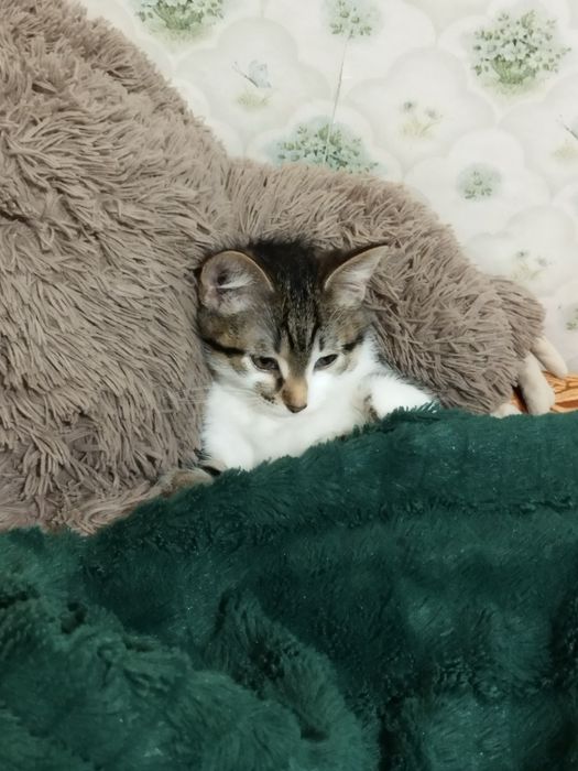 Отдам котёнока мальчика