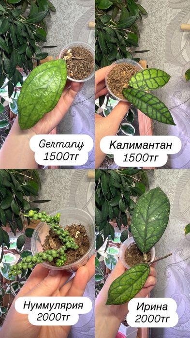 Суккуленты. Комнатные растения