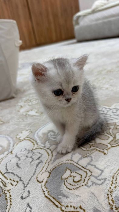 Котята Британской шиншилы