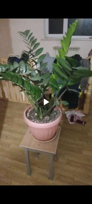 замиакулькас дол дерево