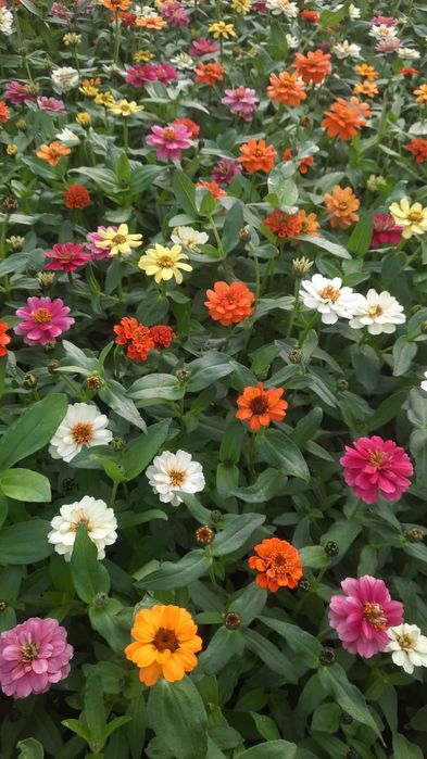 Гүлдер Цветы ОПТОМ!