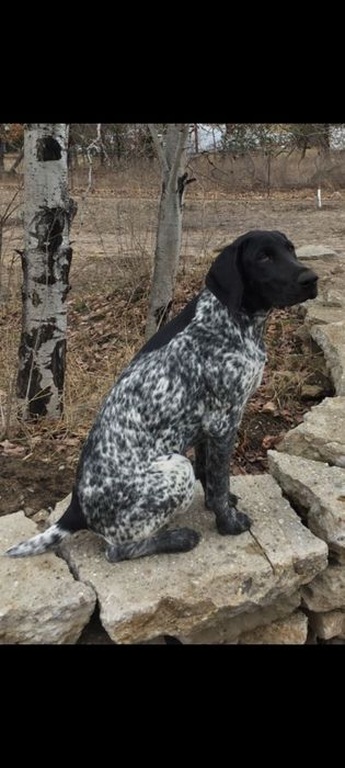 Курцхаар щенки метисы со спанилькой.