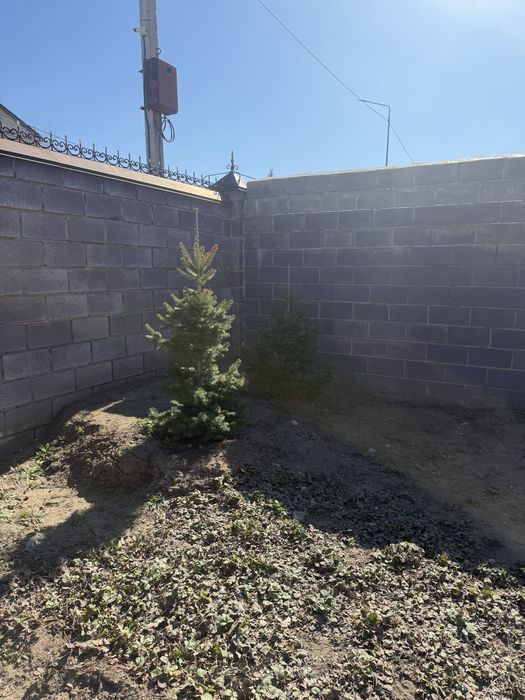 Ёлки цена за 1 шт .