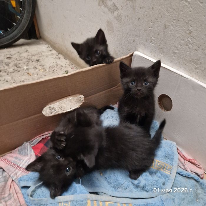 Котята в добрые руки