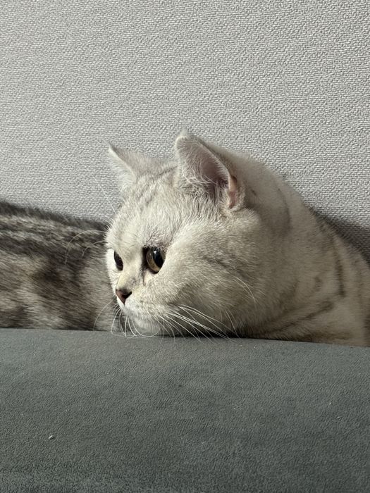 Британская кошка бесплатно