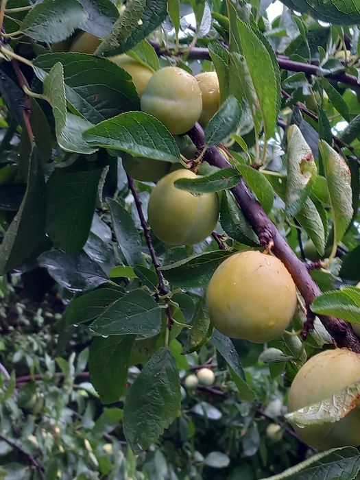 vand prune galbene Renclod