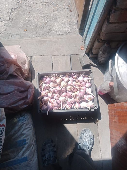 Продам чеснок домашний