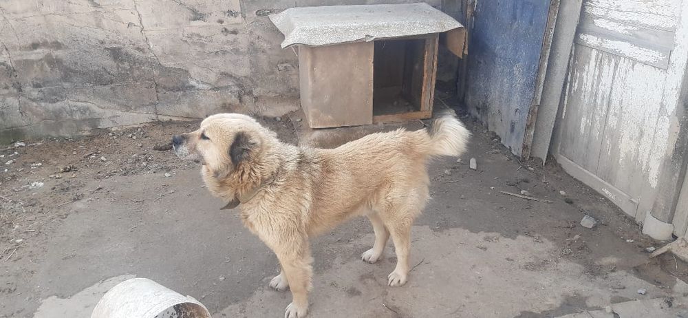 Великпен итті сатам