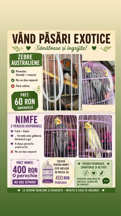 Vând pasari Nimfe si zebre
