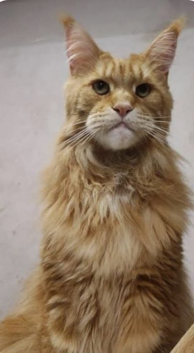 Котята Мейн кун