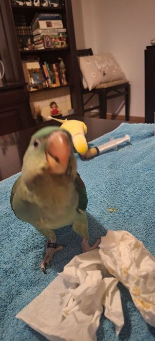 Peruși ondulati , agapornis, nimfe, canari ,gulzi ,etcCumpana