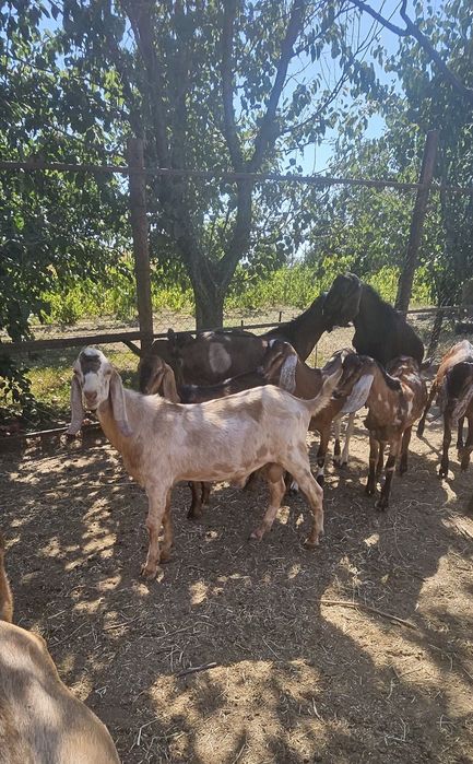 Tapi anglonubieni de vânzare