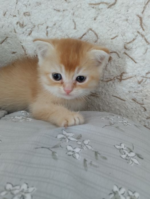 Породистые котята срочно