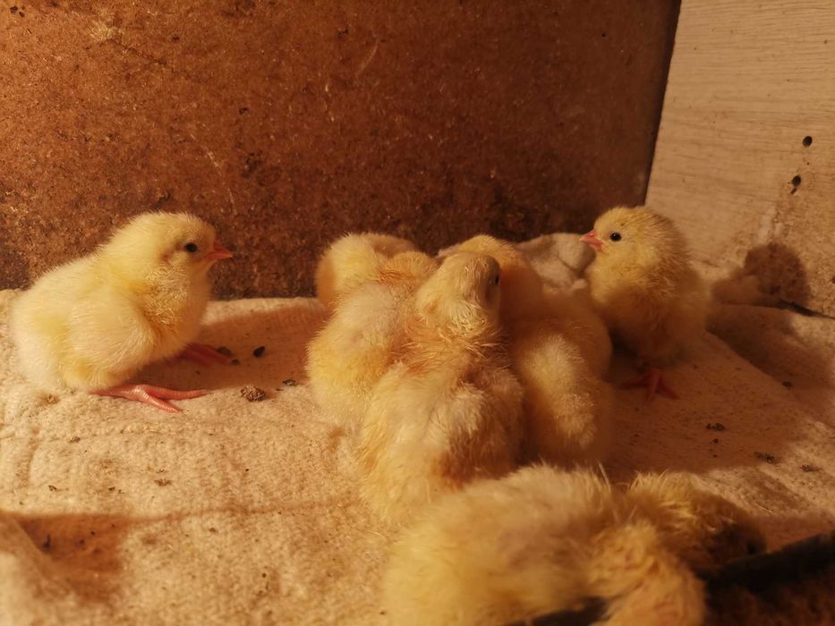 продам цыплят леггорн стандарт