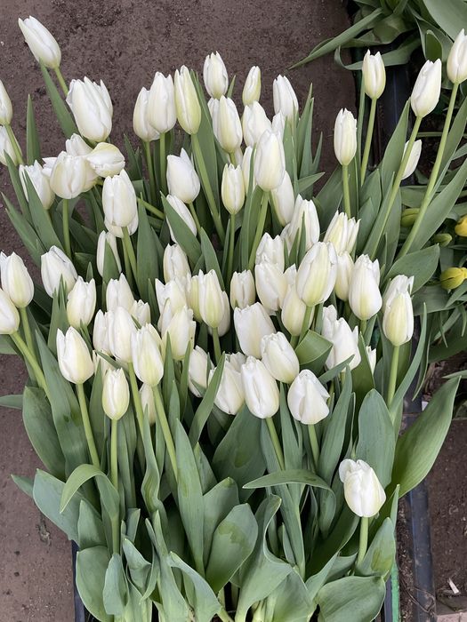 Тюльпан цветы луковицы голандские