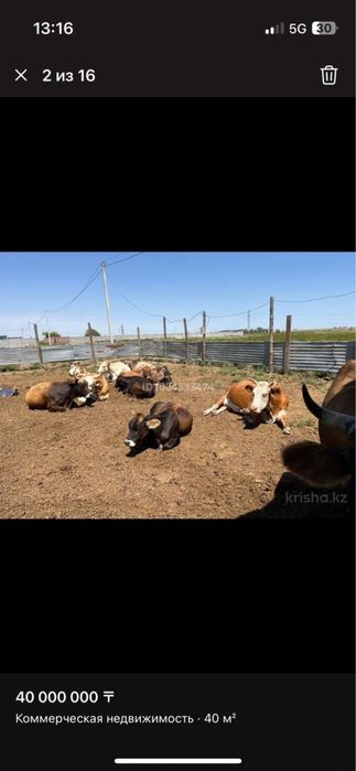 Продается дойные коровы с теленками!