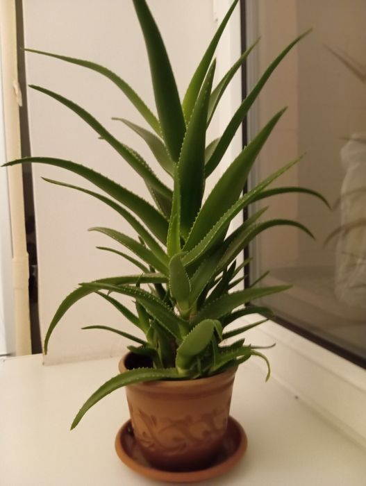 Продам Алоэ лечебный