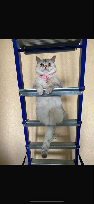 Пропала кошка шотландская