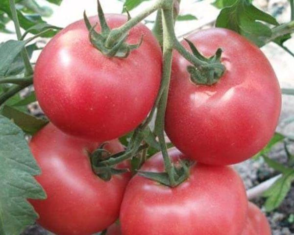 Продам домашние отборные помидоры, кабачки
