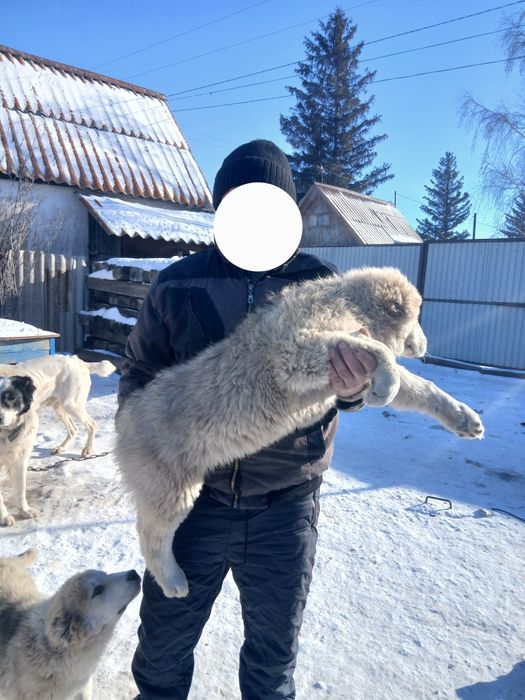 Продам Собак алабаи