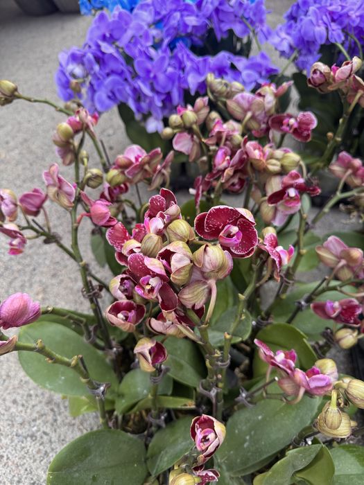 Орхидеи 8 сортов цветущие