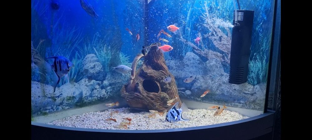 Акваруимные рыбки