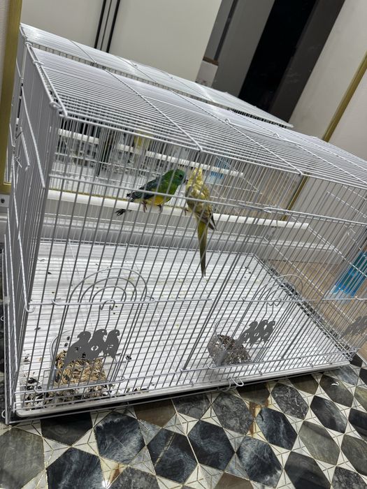 Певчий попугай молодые