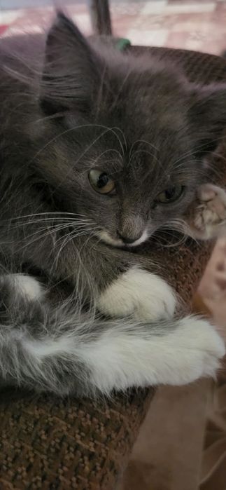 Отдам котят в добрые руки