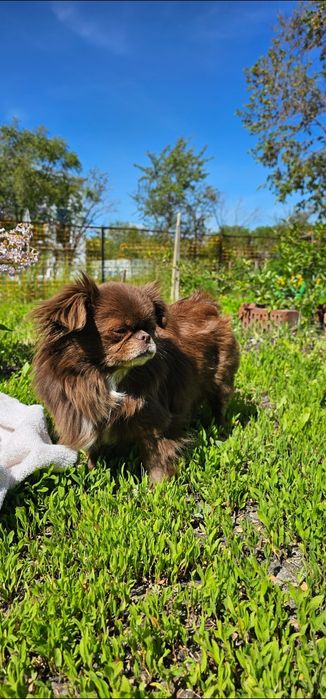 Девочка Чихуахуа ищет пару.