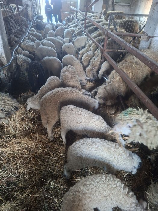 berbec si oi de taiat sau de tinut