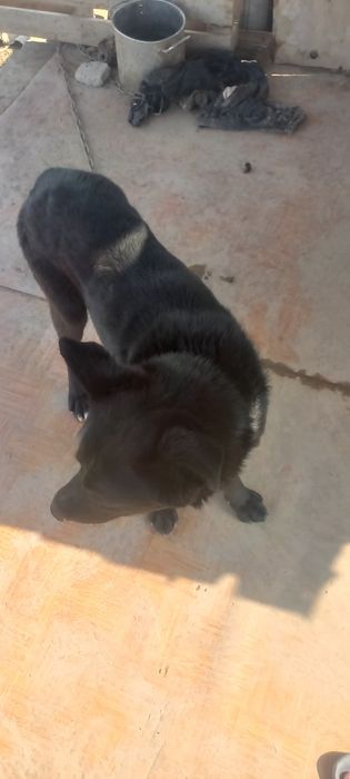 Собака породистая