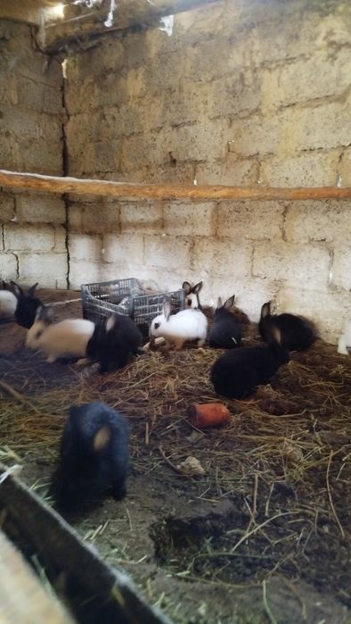 Куёнчалар сотилади