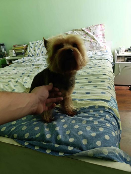 Йоркширски териери