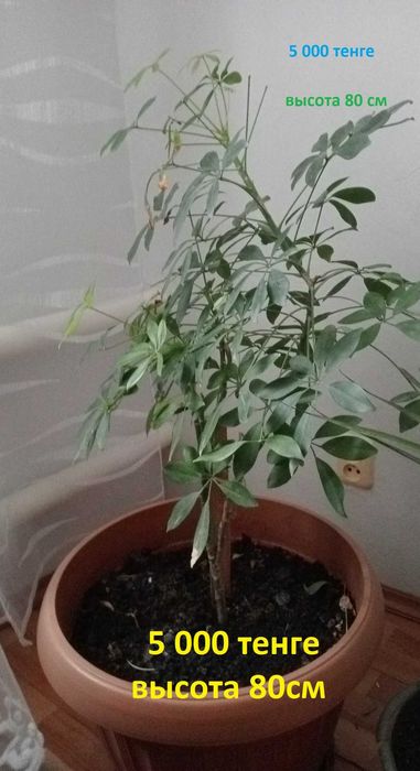 Цветы комнатные.