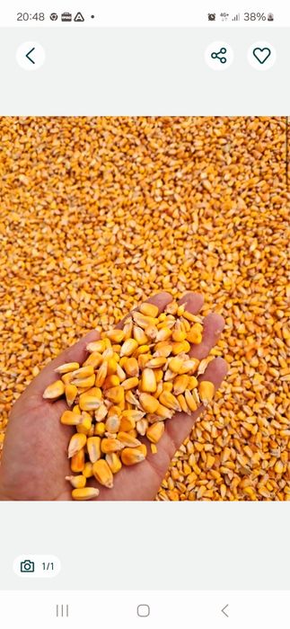 Porumb boabe  0,80 bani