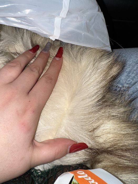 Blana Naturala Colectie