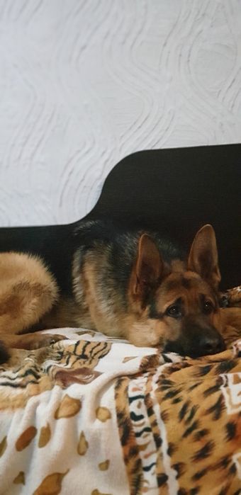 Вязка немца с немкой.